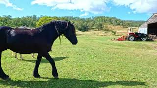 225 Mulgowie Rd, Thornton. Country Lane Realty