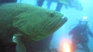 Scuba Diving Florida's Gulf of Mexico - Clearwater Florida