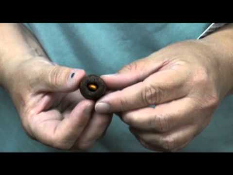 tufts university jobs How to Use a Pill Pocket to Give Your Pet Medications