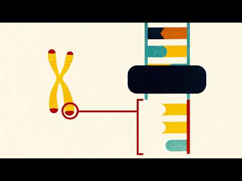 DNA: Replication