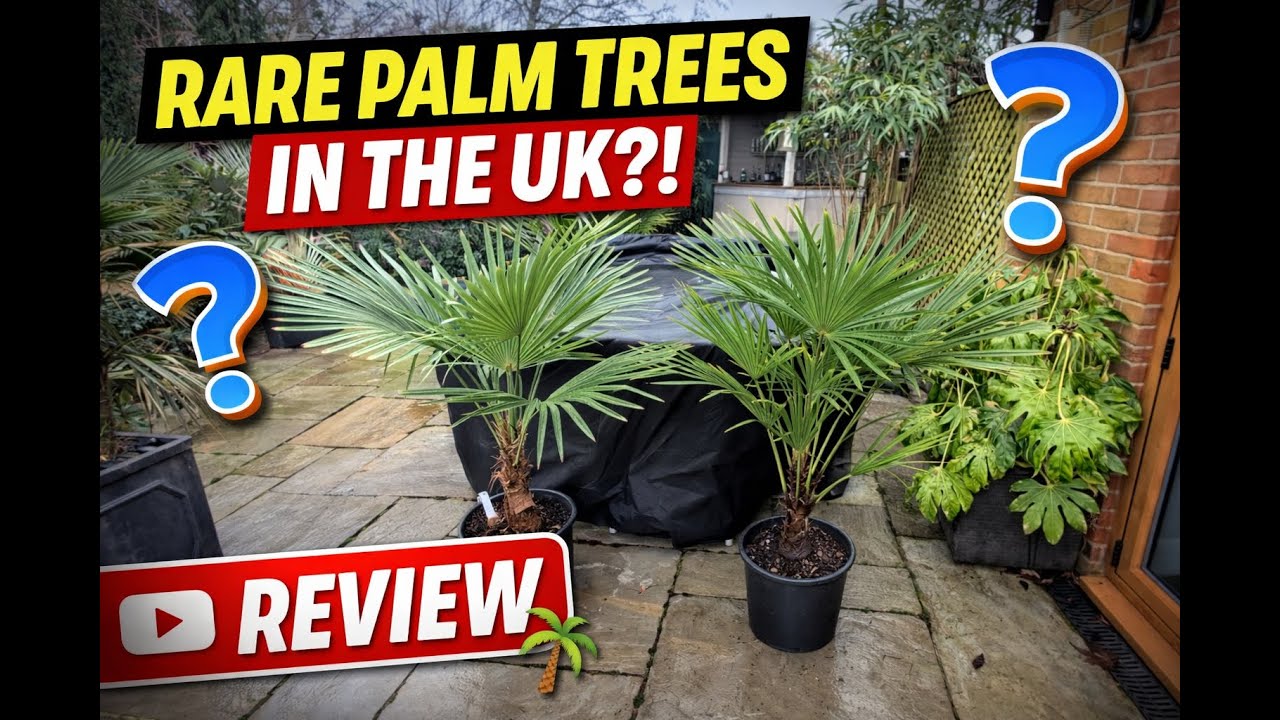 2 редкие пальмы трахикарпус: Кинла Хилл и Винсан. Обзор от Palm Grower.com.