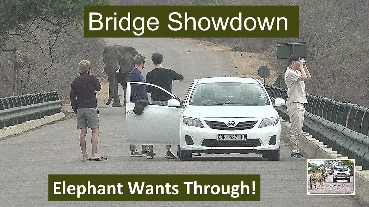 Standoff on the Olifants River Bridge: Elephant vs. Tourists