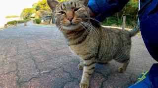 撫でるとゴロゴロ言いながら擦り寄ってくる野良猫が可愛過ぎる