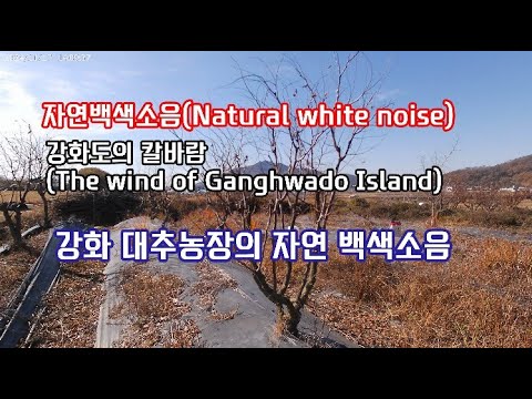 강화도의 칼바람｜강화 대추농장의 자연 백색소음(Natural white noise)｜수면·공부·명상 힐링사운드 I The wind of Ganghwado Island