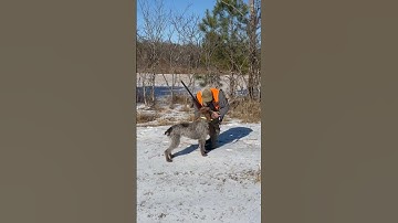 German Wirehaired Pointer Suzie’s First ever Live quail retrieve #uplandhunting #quailhunting