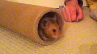 Happy  Syrian hamster squeaking like a little rubber duck
