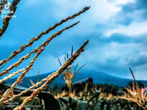 tak bisa ku tahan laju angin