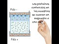 Western Blot EN 1 MINUTO #biología