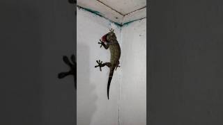 There is a giant gecko #shorts #trendingshorts #shortvideo #funny #fyp viral #viralvideo #comedy ...