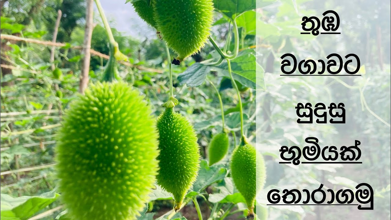 තුඹ කරවිල වගාවට සුදුසු භුමියක් තෝරා ගමු
