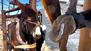 Donkey's horseshoe is broken,Farrier restored donkey hoof,Amazing