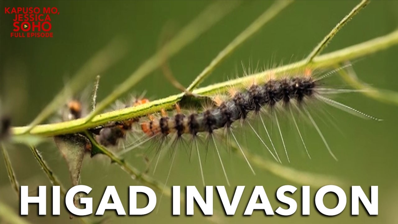 BAHAY SA DAVAO, GINAWANG PUGAD NG MGA HIGAD?! | Kapuso Mo, Jessica Soho