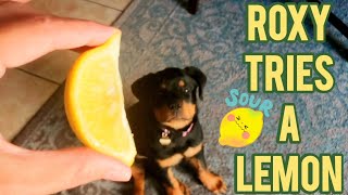 Rottweiler Puppy Tries A Lemon