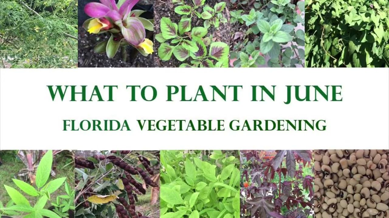 What To Plant In Your Florida Vegetable Garden In JuneUpdated 2022
