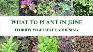 What To Plant In Your Florida Vegetable Garden In June