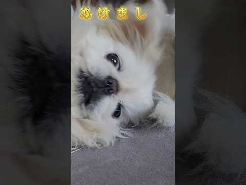 あけましておめでとうペキニーズ🐶 #shorts #ペキニーズ #犬 #かわいい #happynewyear #2025 #あけおめ