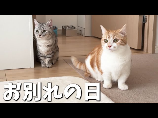 親子猫とむぎそらのお別れの日がやってきました…😹