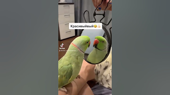 Говорящий ожереловый попугай Ричи