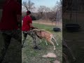 Man Fights Off Ram. #man #ram #fight #fighting #animals #funny #lol #hilarious #viral #shorts #short