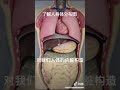 人體內臟構造分佈圖 人體內臟構造分佈圖