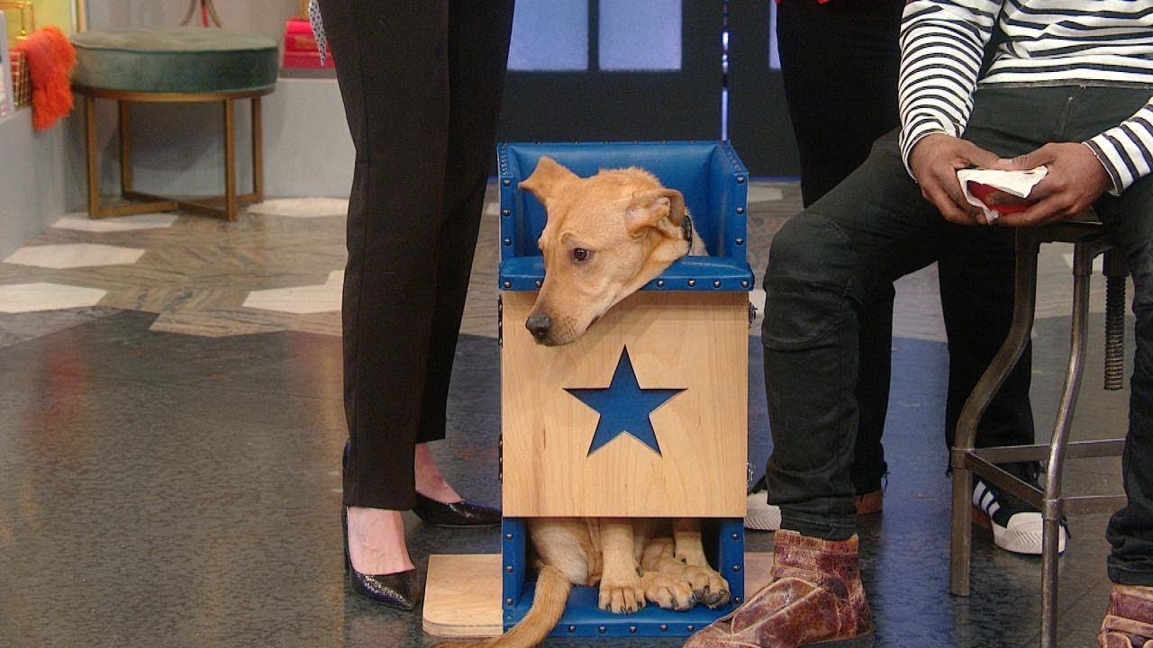 This Adorable Dog Named Andy Has To Eat In a High Chair — Here