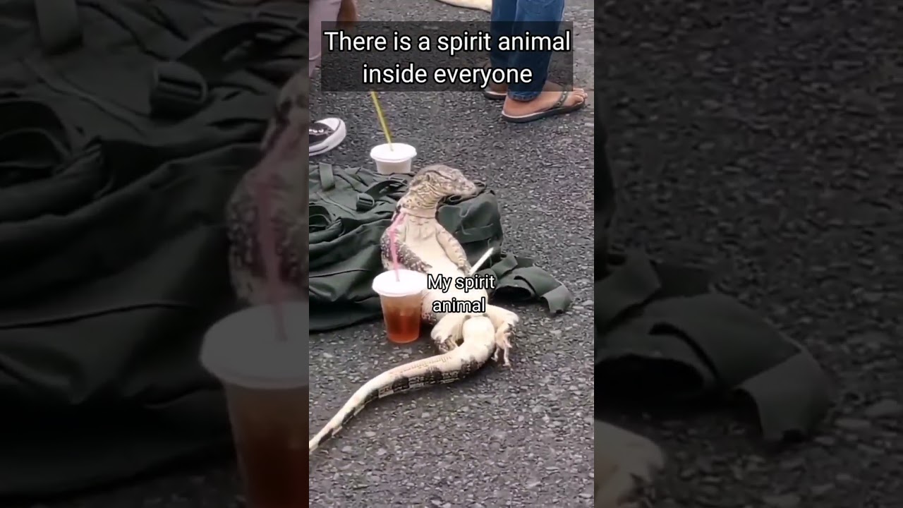 spirit animal 😅