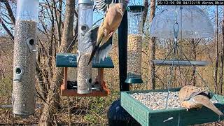 Coopers Hawk Attacks Mourning Dove on Feeder ... Bird Watching HQ