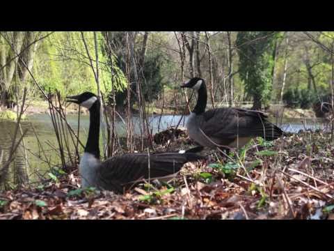 canada goose sounds by ani male