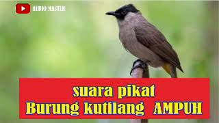SUARA PIKAT BURUNG KUTILANG AMPUH