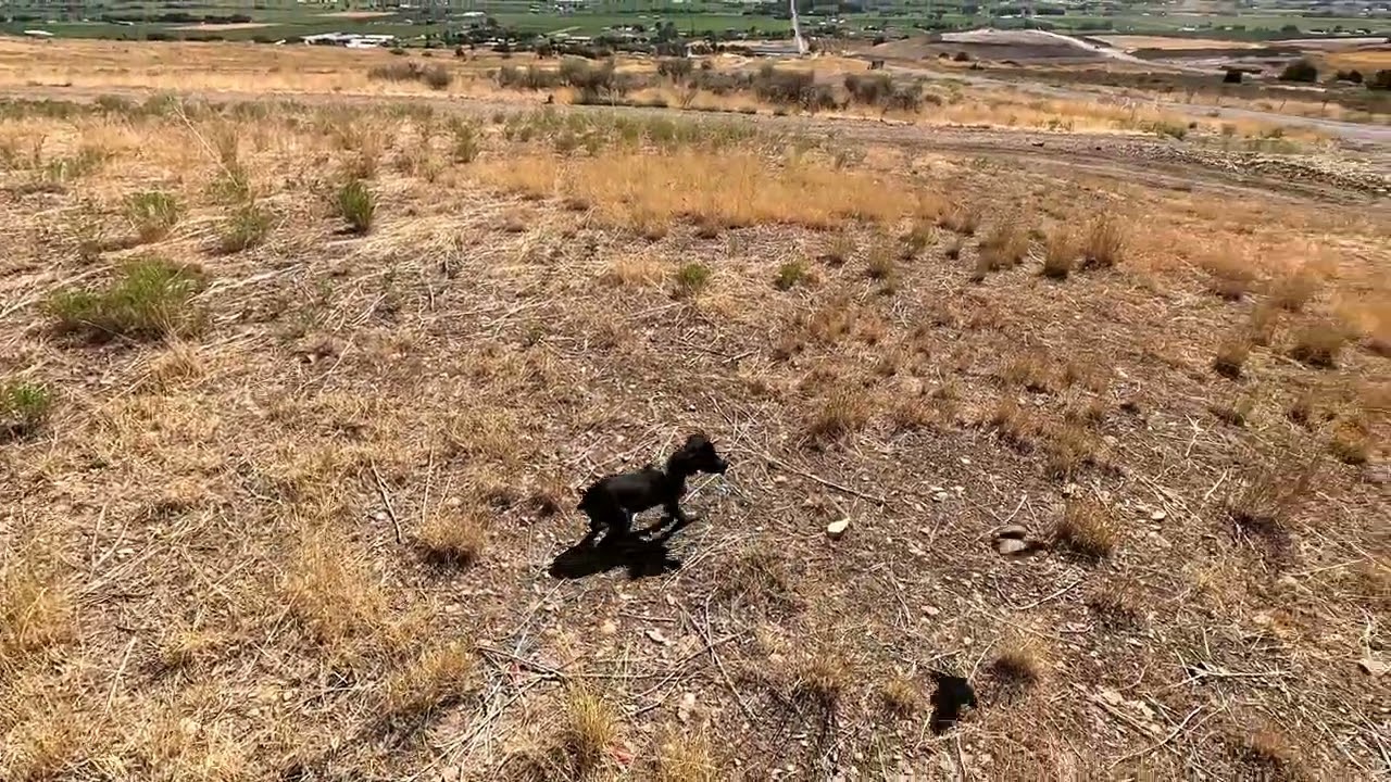 Obsidian the black Roan male French Brittany being introduced to gunfire