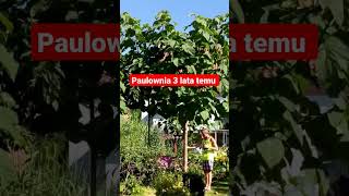 #Paulownia w ogródku 3 lata temu.  #omszona #oxytree, #drzewatlenowe