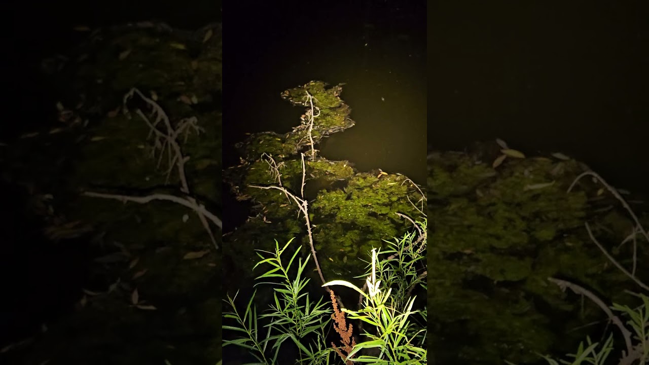Midnight walk to the Pond at the Farm 