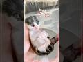 子猫のシャンプー｜濡れることより大切な「その後のケア」【保護猫生活】