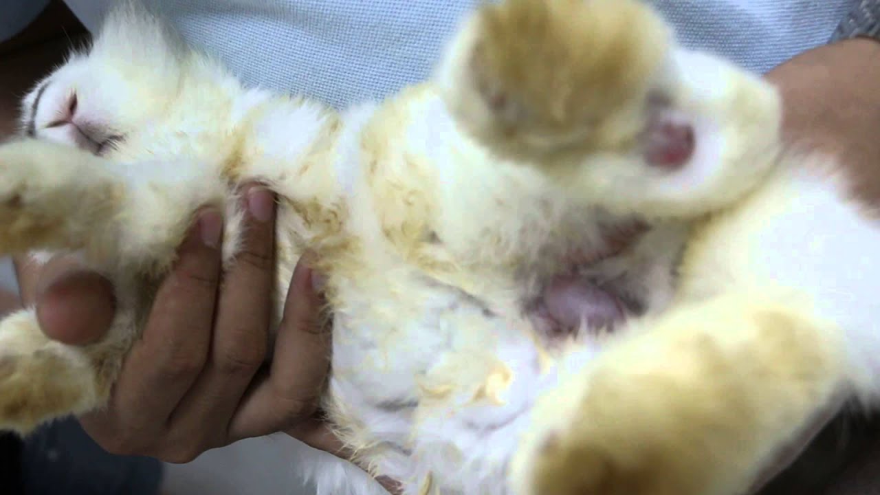 A Young Male Rabbit Has Bumblefoot Pt 2 YouTube a-young-male-rabbit-has-bumblefoot-pt-2-youtube