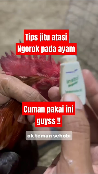 Tips jitu obati ayam ngorok #ayam #peternakpemula #ngorok #obatayam #tips #salamsatuhobi #peternak