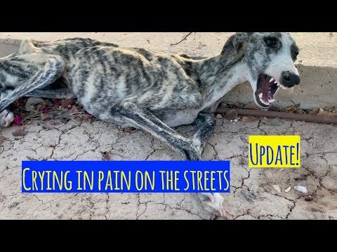 matilda-was-left-crying-on-the-streets!