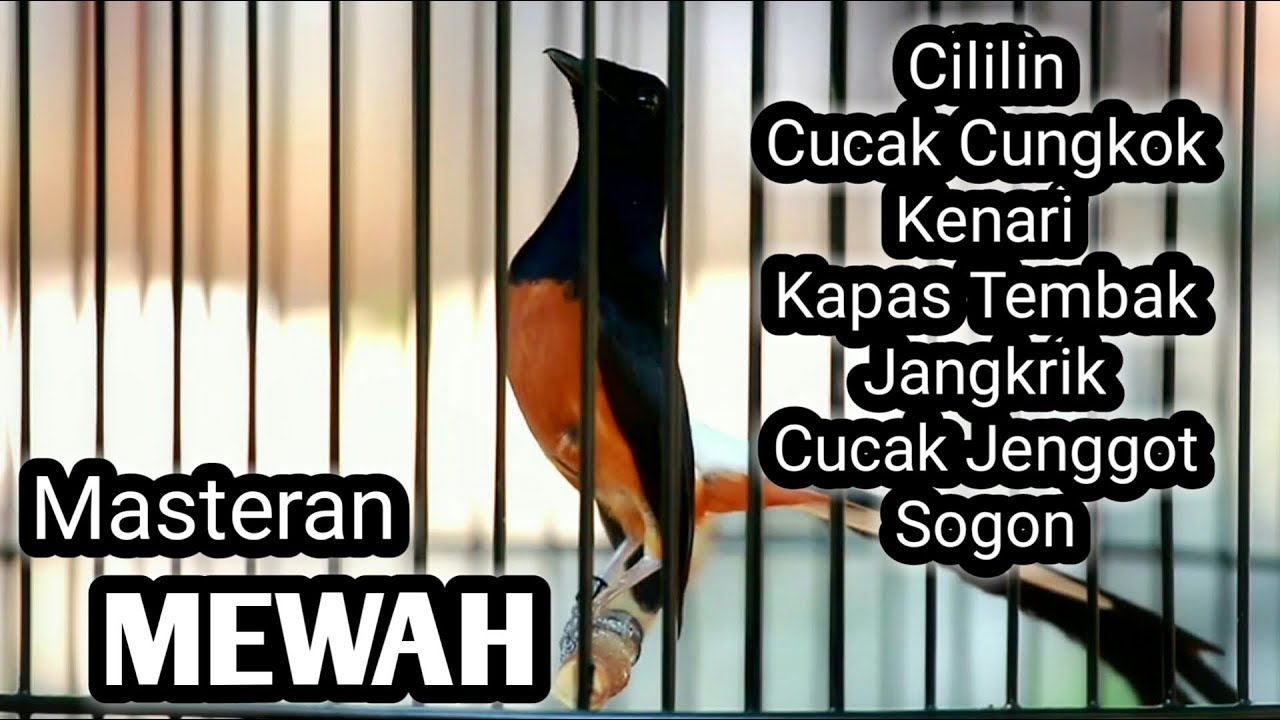 MURAI BATU GACOR FULL ISIAN TEMBAKAN CILILIN KAPAS TEMBAK KENARI CUCAK JENGGOT CUNGKOK DLL
