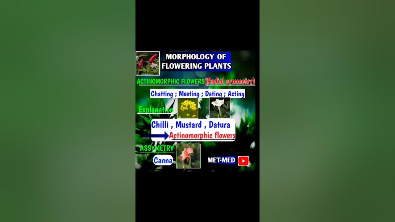 Actinomorphic flowers mnemonics / morphology of flowering plants/ part