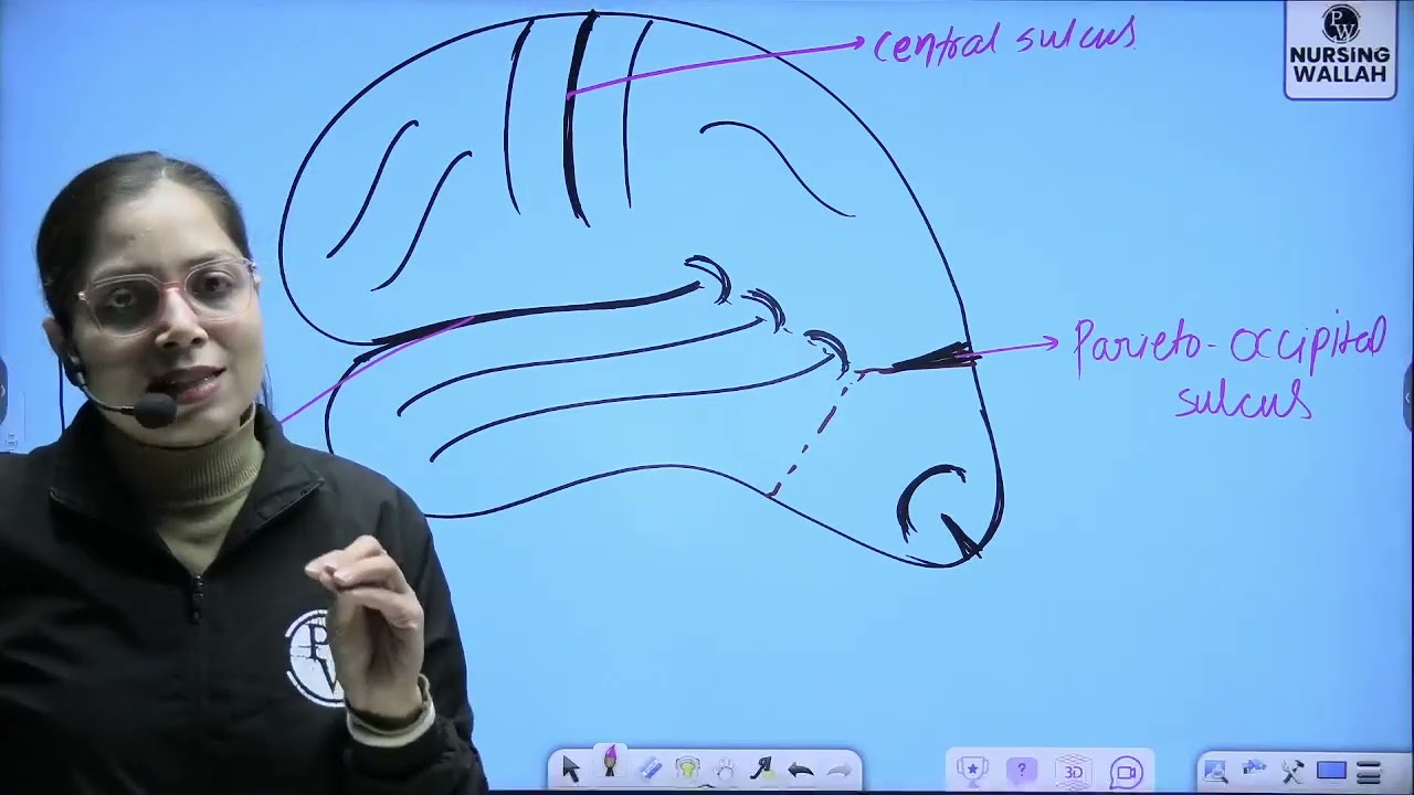 6 Nervous System 06   Anatomy and Physiology of Nervous System Part 1