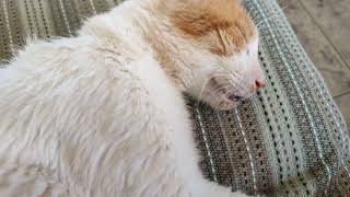 Rescue Cat Sparky Sparkle ✨ waking up