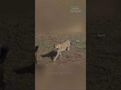 The Inevitability of Nature: Cheetahs Claim Their Prey in a Gripping Hunt