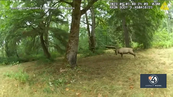Pierce County deputies help elk stuck in tree swing