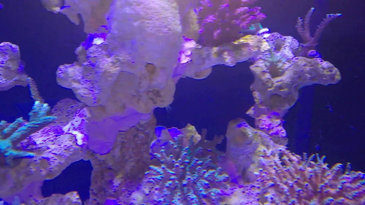 300 gal SPS Zeovit Reef tank (overview)
