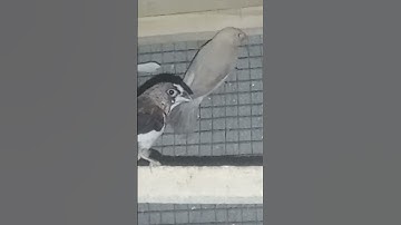 Red banglies and fawn java chicks #views #trending #trendingshorts #viralshorts#followforfollowback