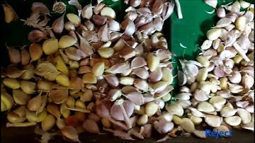 AMVT belt sorter   garlic