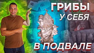 Как вырастить грибы (вешенки) у себя в подвале