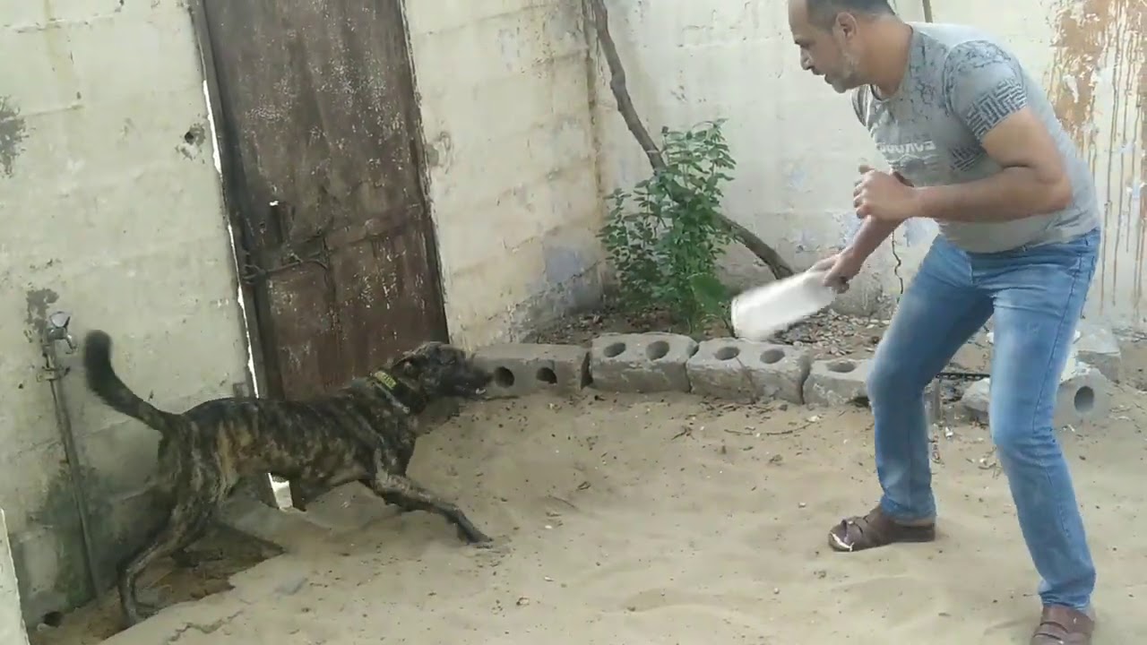 تعليم كلبك شراسه كيف تجعل كلبك شرس مع ابو البراء