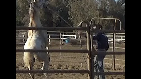 Geldings That Act Like Out Of Control Stallions,  Mike Hughes, Auburn California