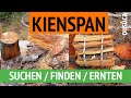 KIENSPAN: SUCHEN / FINDEN / ERNTEN (am Astaustritt von Kiefern)