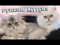 British Longhair Kittens Purring 😍 Relaxing ASMR | The best natural medicine for the heart &amp; soul.💘